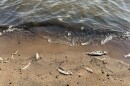 The bodies of dead fish line the beach and shallow water of the northeast shore of Mille Lacs Lake in this photo taken Aug. 8, 2026. A mortality event of at least 10,000 fish were reported by two separate people in the area on Aug. 8 and Aug. 12.
