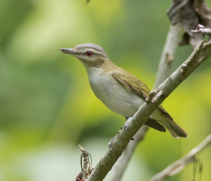 red-eyed_vireo_by_james_childress.jpg