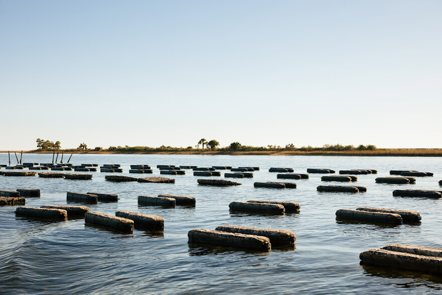 Pelican Oyster Company’s farm in Oyster Bay. The black bars are floating pontoons; each pair of pontoons holds a cage suspended beneath it. 
