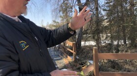 Andrew Carmichael said there are 1,000 spruce on the city's high-priority list. Some, including the one above, have already caused damage at city campgrounds and parks.