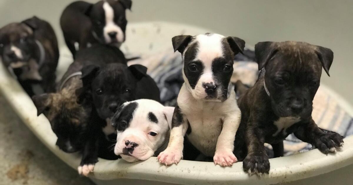 Dallas bans sale of cats and dogs at pet stores in effort to reduce