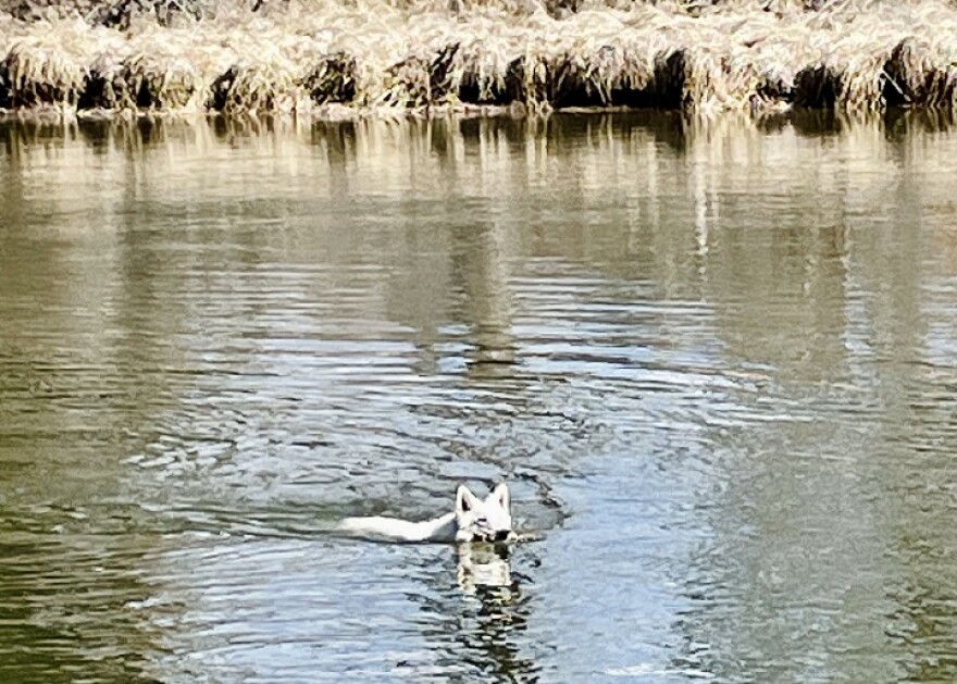 Dogs are particularly at risk of illness or death after exposure to cyanotoxins. Here Quinn fetches a stick from the middle of the Deschutes River, free of the threat of toxic bacterial blooms.