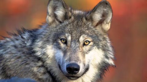 FILE - This photo provided by the U.S. Fish and Wildlife Service shows a gray wolf, April 18, 2008.