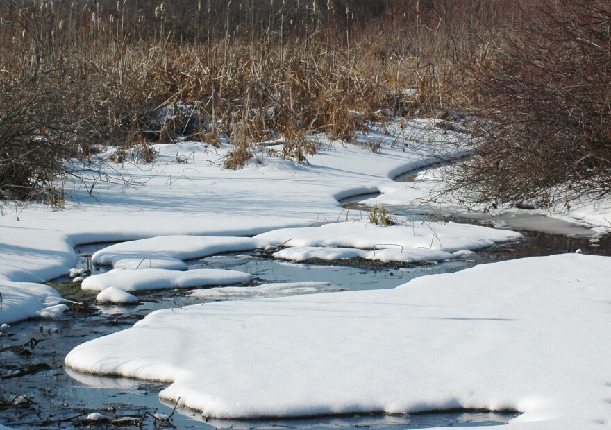 The Sauga Swamp in Noble County.