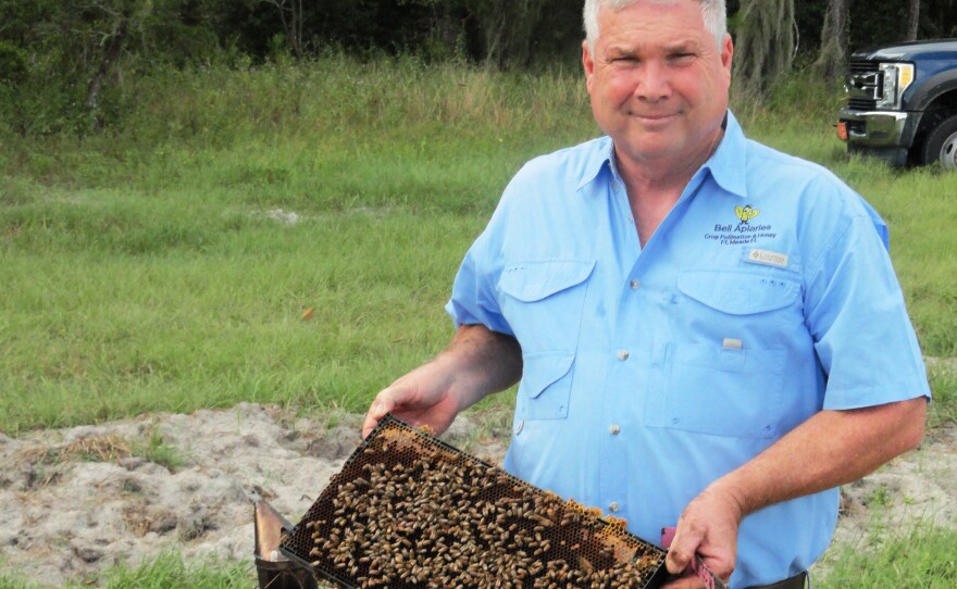 honey bees