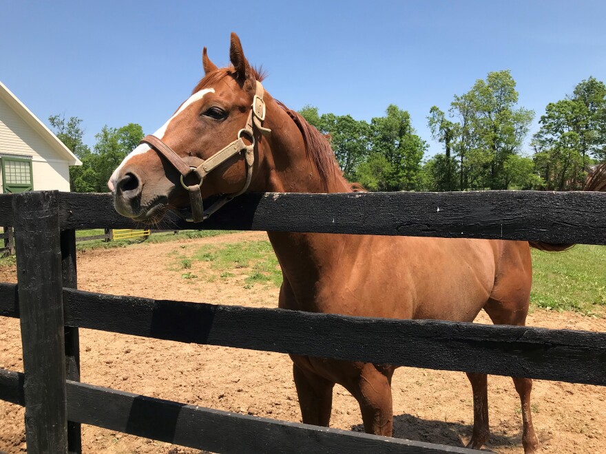 One of the eight stallions on O'Sullivan Farms.