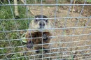 Woody the Woodchuck looks out from the bars of her cage, using her claws to stand up and grasp at the bars