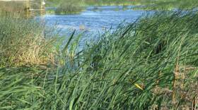 Tall grasses in the San Joaquin valley in California suck carbon dioxide out of the air and store it in the soil. It's one option that environmentalists are pursuing for greenhouse gas "offsets" that can be bought and sold in the state.