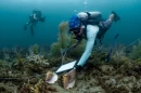 Shedd Aquarium scientist Andy Kough measures a queen conch at a survey site near Port Everglades.