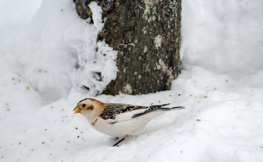 A non-breeding plumaged male snow bunting looks for seeds in the snow at a bird feeding station in Marquette County. These birds travel in flocks and can be found in open areas like the edge of farm fields.