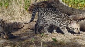 Ocelot kittens capture on a camera trap