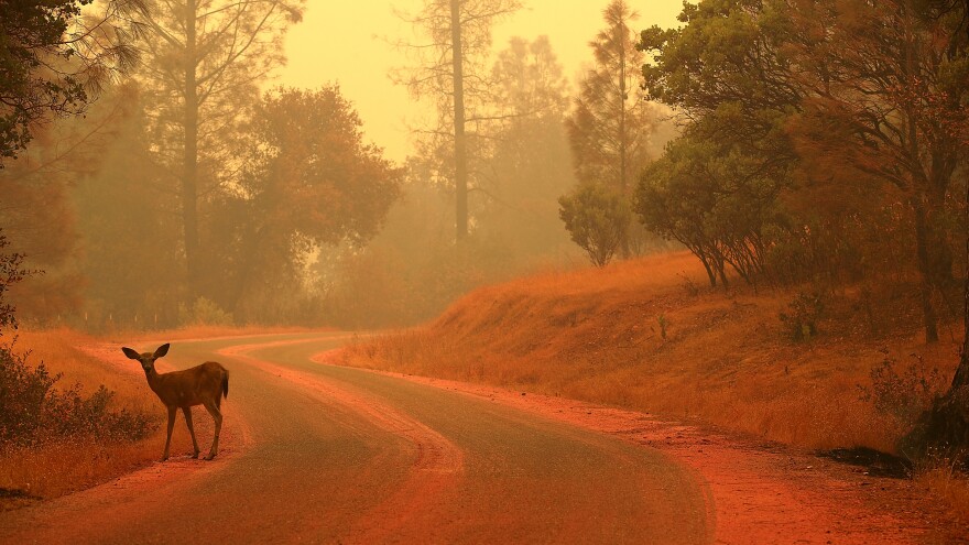 A deer stands on a road covered with fire retardant near Redding, Calif., as the Carr Fire burned in the area on July 28.
