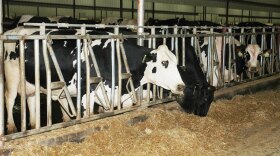 Some farmers are taking advantage of a skilled-workers visa program and hiring Mexican veterinarians to clean barn stalls and milk cows. They say that's because it's hard to find people to do low-wage work.