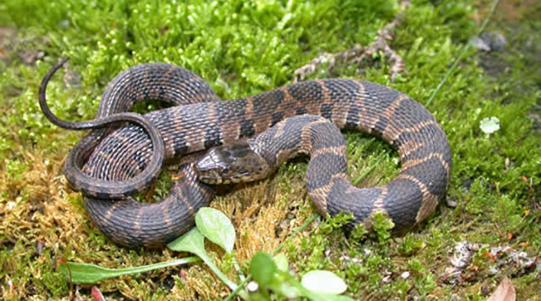 Midland Water Snakes South Carolina Public Radio