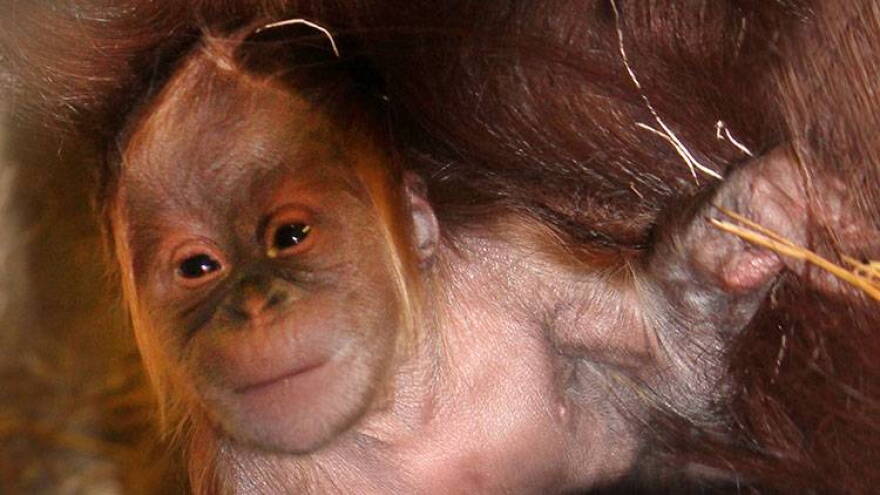 Sirih, a 23-year-old Sumatran orangutan at the Simon Skjodt International Orangutan Center at the Indianapolis Zoo gave birth Wednesday.