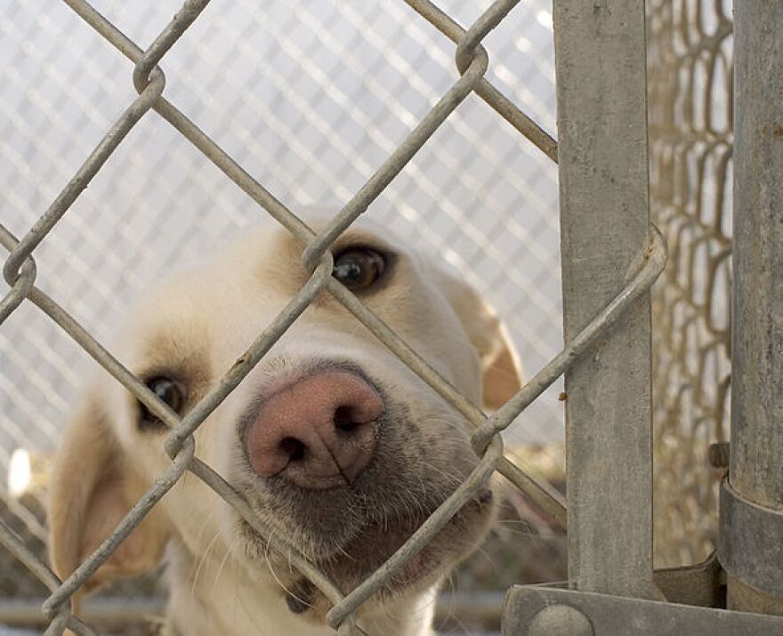 Humane Society Encourages Montezuma County to Continue Funding Cortez Animal Shelter | KSJD Humane Society Encourages Montezuma County to Continue Funding Cortez Animal Shelter | KSJD