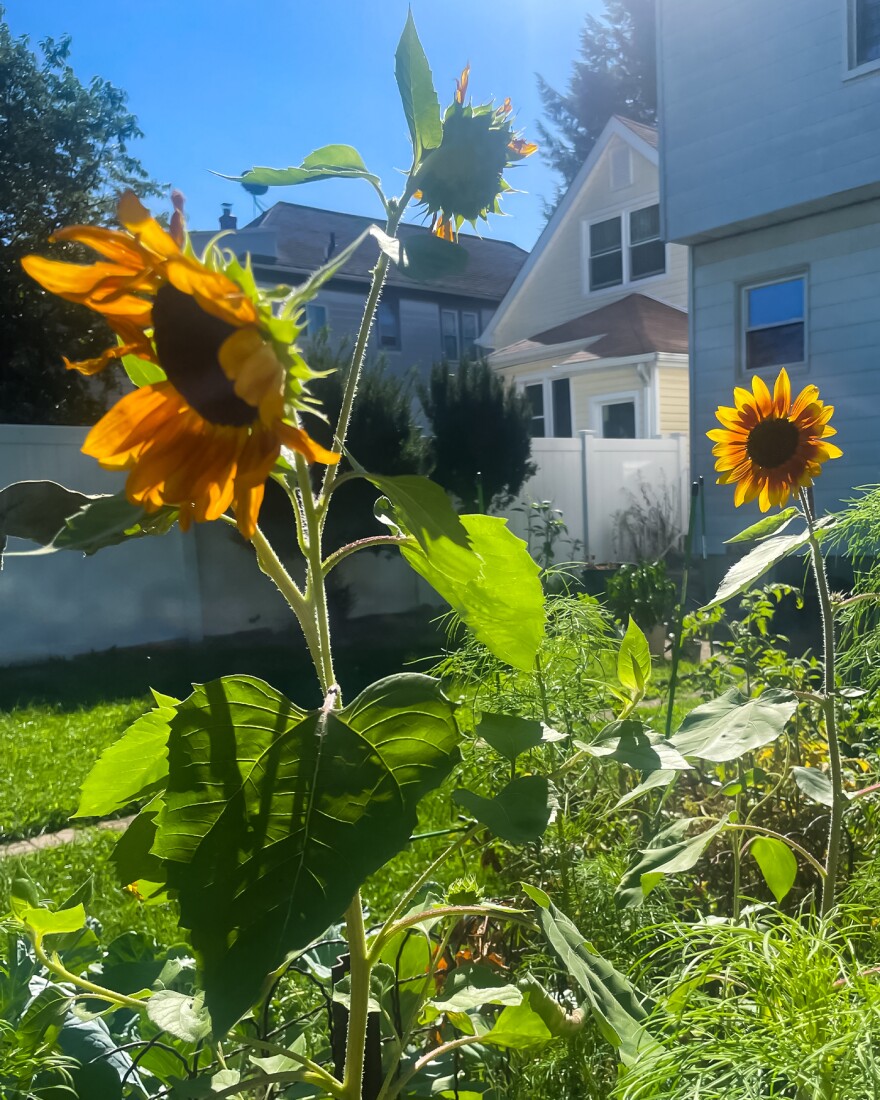 Mena Bingham grew this memorial garden to honor her cat Sara.