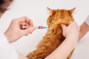 Veterinarian giving injection to cat at vet clinic. medicine, pet, animals and people concept