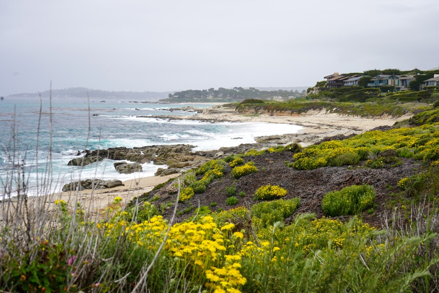 Seaside wooly sunflower (Eriophyllum staechadifolium) — a native perennial flower in the sunflower family, dots the coast just north of Monastery Beach in Monterey County.