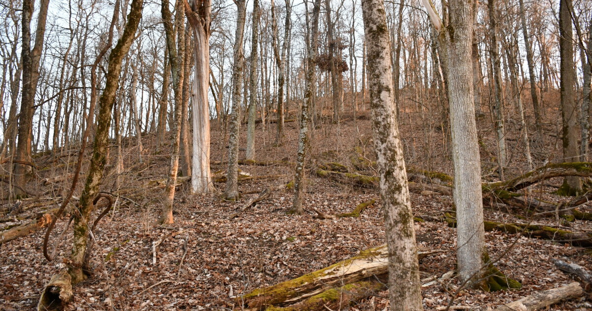 Coroner asks for help to identify remains found in Delhi and Clifton | WVXU