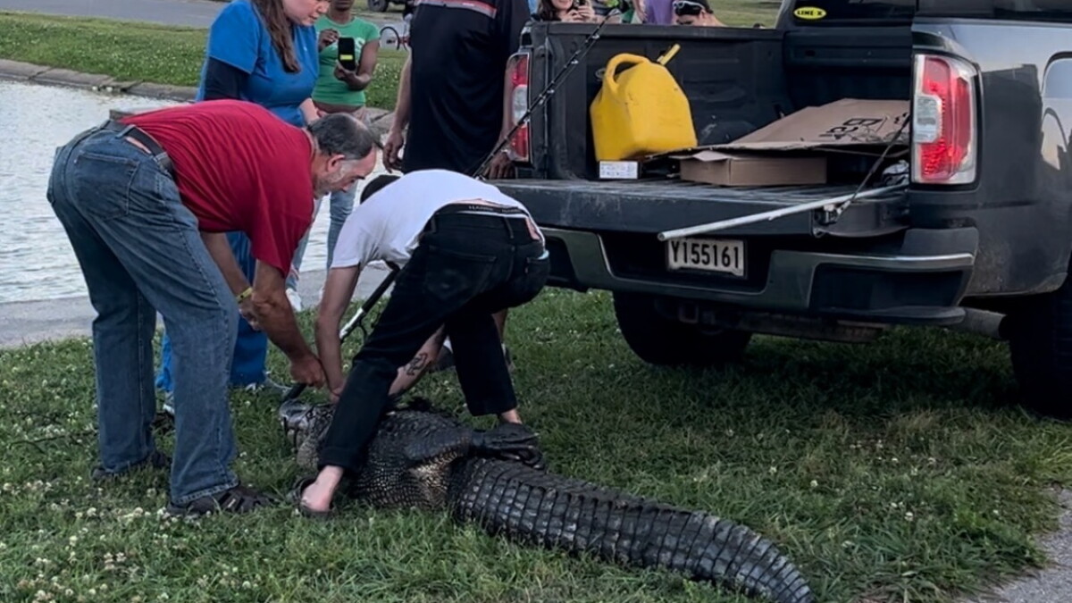 It's the unofficial "alligator season." Here's how to respond if you see the animals out and about. - Vimarsana News