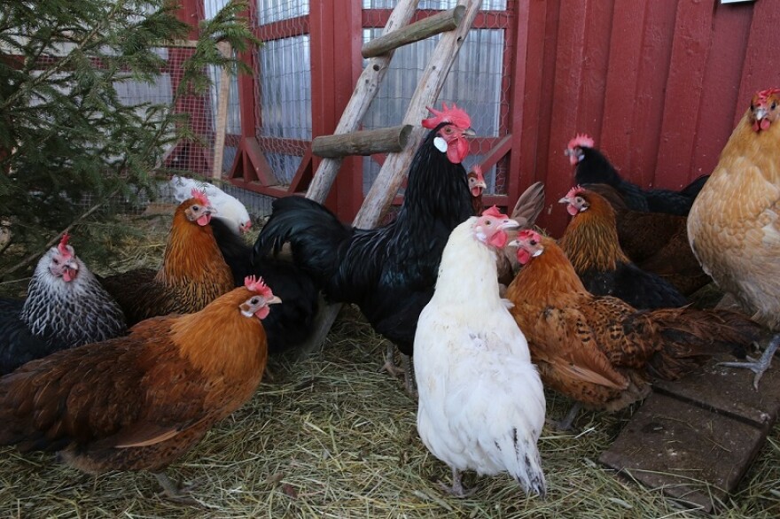 Stock photo of backyard chickens