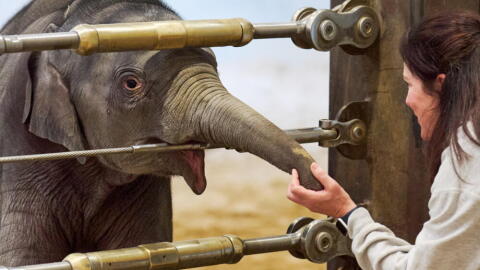 Linh Mai, an Asian elephant calf, touches the hand of elephant keeper Becky Shore, during the calf's public debut at the National Zoo, Wednesday April 22, 2026, in Washington. (Jacquelyn Martin/AP)