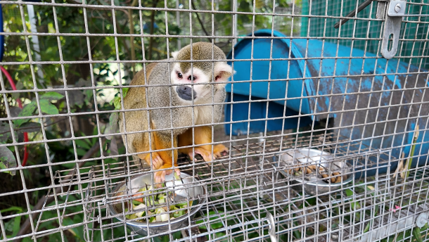 A primate eats inside an enclosure at Jungle Friends Primate Sanctuary in Gainesville, Florida, on Sept. 25, 2026.