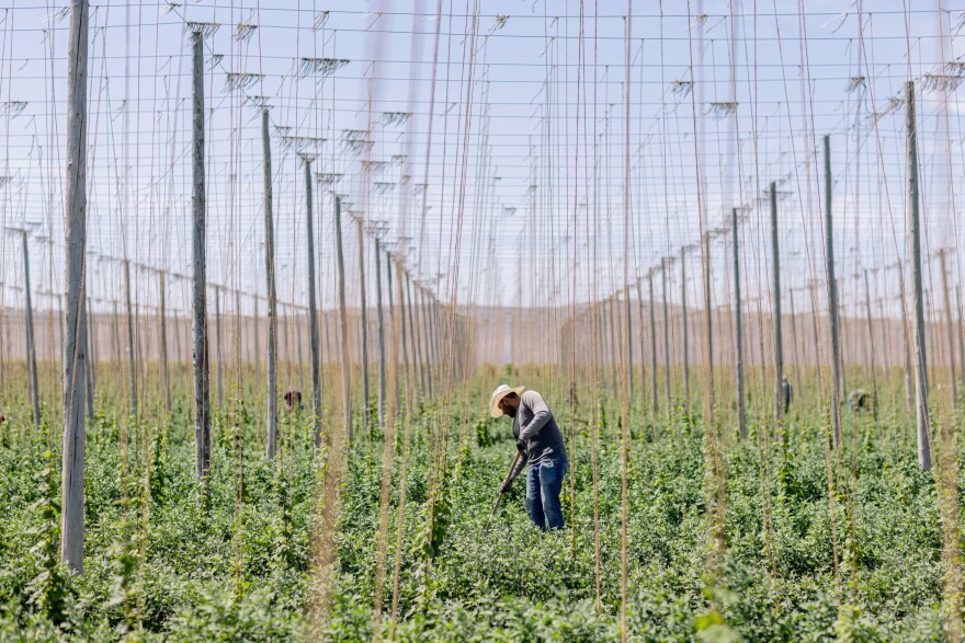 SUNNYSIDE, WA: A field worker uproots weeds in between rows of hops on a farm near Sunnyside, Washington on June 14, 2023.<a href="https://www.npr.org/2023/07/21/1188258994/overtime-farmworkers-washington-state-agriculture"> See story here.</a>