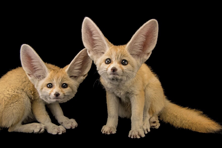 FENNEC FOX, SAINT LOUIS ZOO The smallest foxes in the world have enormous ears to cool them down as they traverse sand dunes in the Sahara, where they are common. Their cuteness makes them attractive to the wild-pet trade.