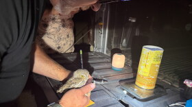Elf Owl Survey