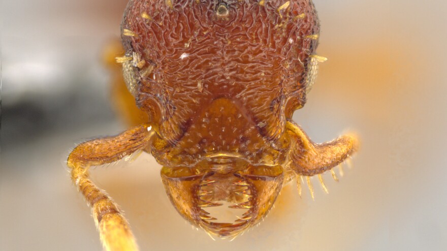 Note the sideways-moving jaws on the face of this queen of the ant species <em>Octostruma convallis.</em>