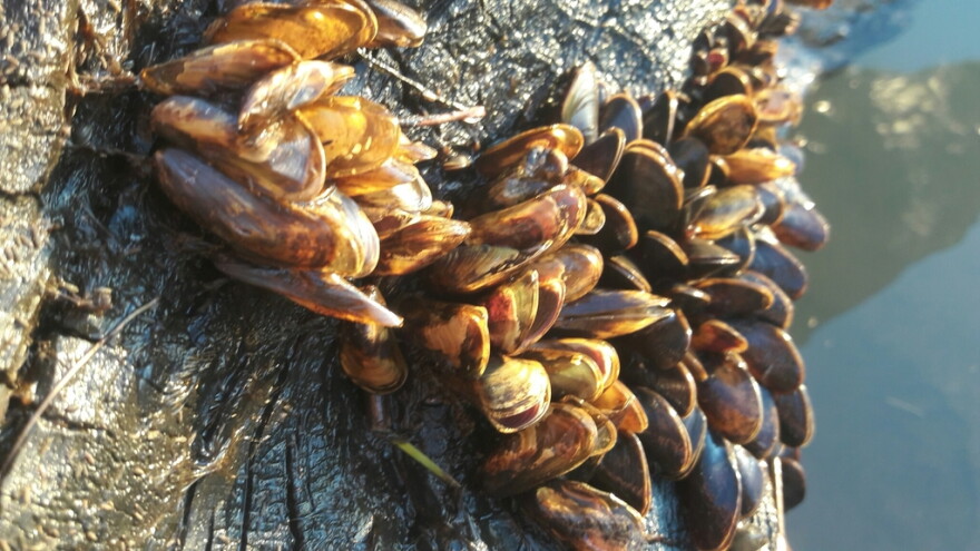 Golden mussel