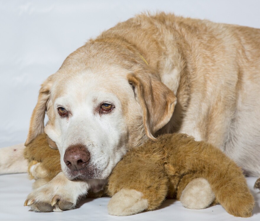 old_dog_-_a_m_col_of_vet_med.jpg