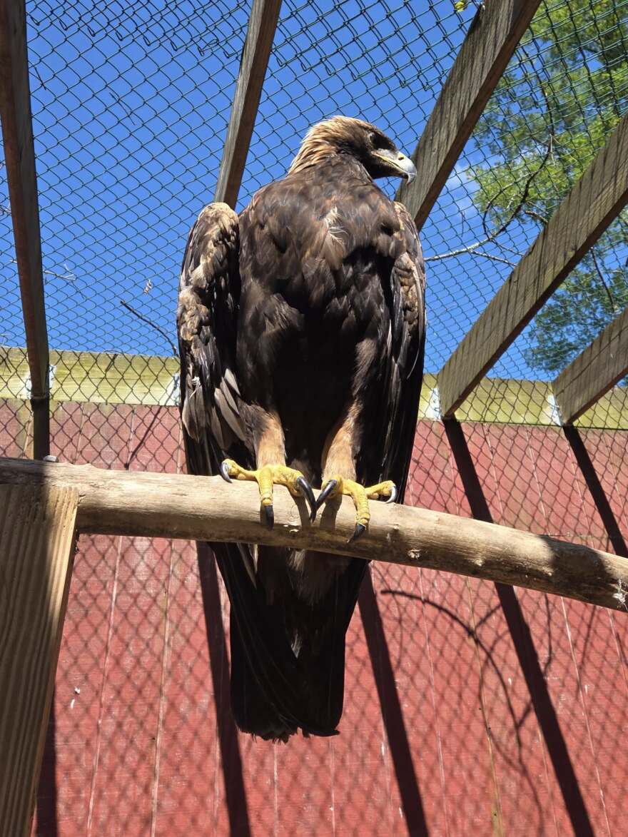 An eagle at the Carbon County Environmental Education Center.