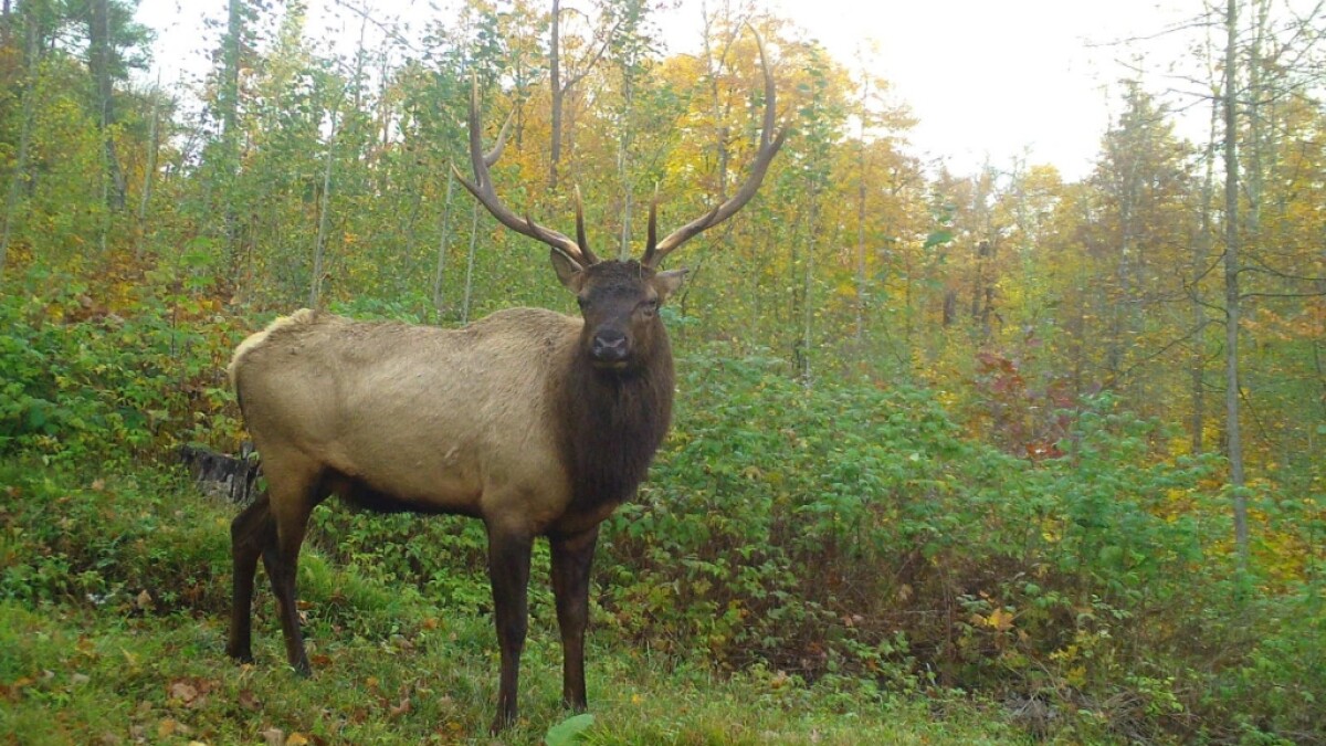 Wisconsin's elk herds growing