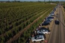 People wait in line to get free nectarines at Cesar Mora's orchard in Reedley, Calif., Wednesday, July 1, 2026, amid an ongoing contract dispute over the crop. (AP Photo/Jae C. Hong)