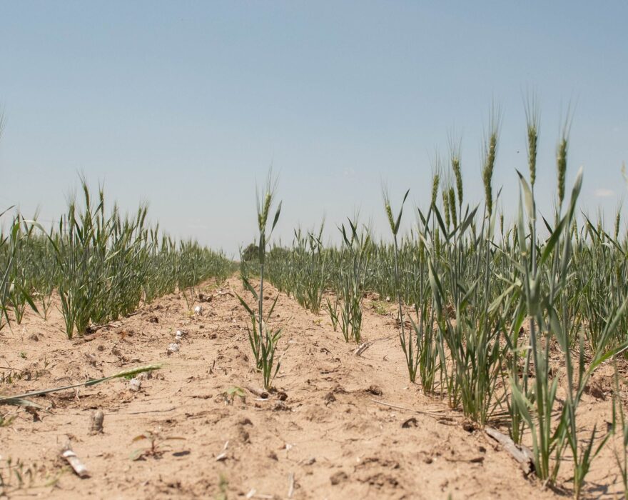 The El Niño weather pattern could bring more precipitation to drought-stricken Missouri and Kansas this winter.