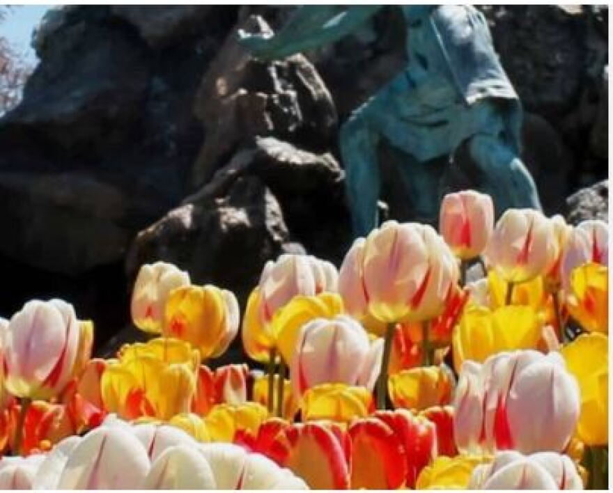 Spring Tulips in Albany's Washington Park