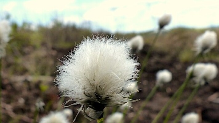  Tussock cottongrass seeds grow in a bog. The image shows a closeup of a cottongrass seed head, with many tiny white plumules. The background is blurry, but other seedheads are visible.