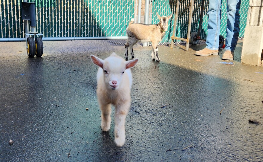 Ben and Jerry, Nigerian Dwarf goats, will eventually move to the school's courtyard.