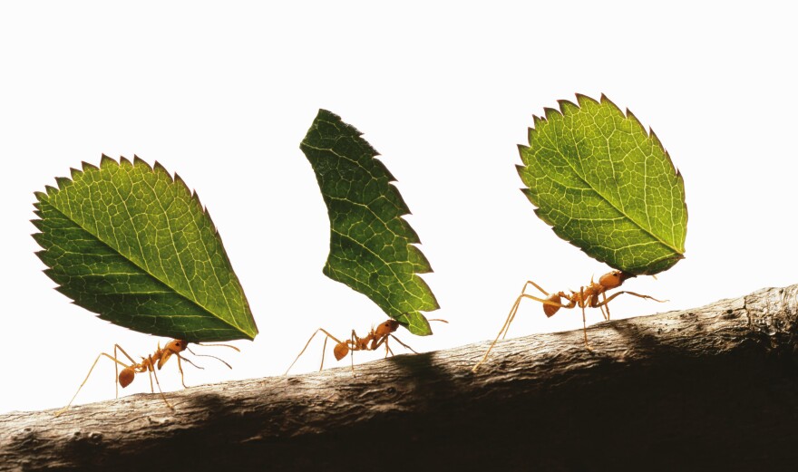 Three leafcutter ants carrying leaves