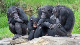 Male chimpanzees who had strong social bonds with other males were observed to have more offspring.