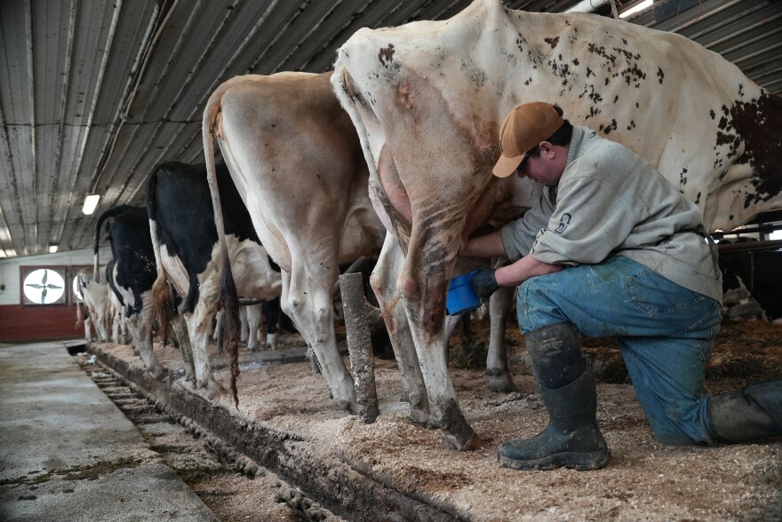 Nick Armato prepares a cow for milking at Ronnybrook Farm, which uses pasteurization, in Ancramdale, N.Y., on April 22, 2026.