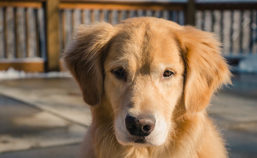 A golden retriever.