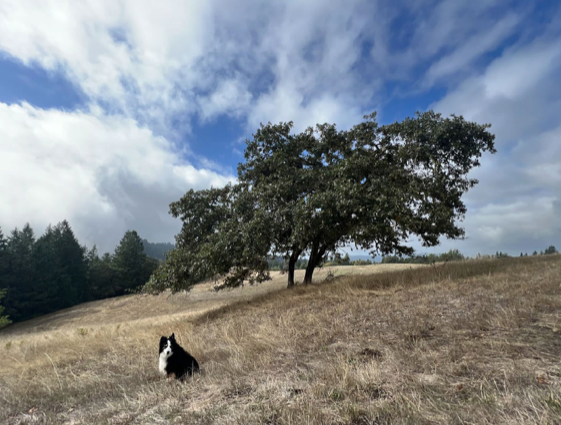 A black and white dog sites in a grassy field. In the background are trees and blue sky.