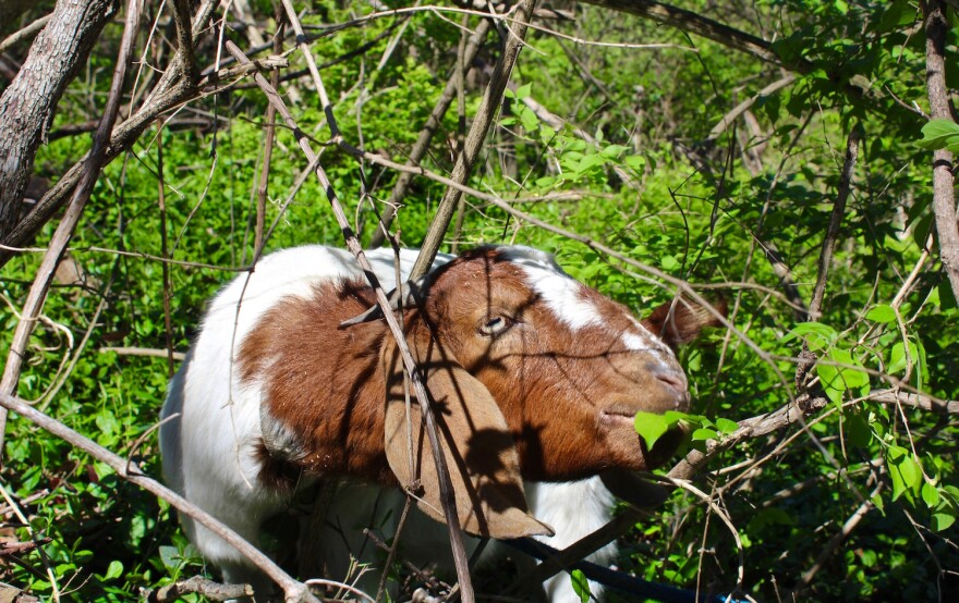 Dipstick the goat chomps away on honeysuckle at Willoughby Heritage Farm in Collinsville. April 2017