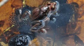 Frog with eggs in a vernal pool
