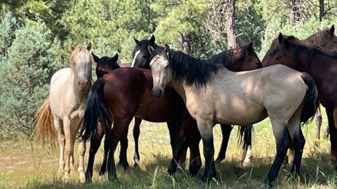 Wild horses near the town of Heber in eastern Arizona.