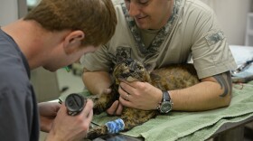 Dr. Jared Piper, a veterinarian at the Scott Air Force Base Veterinary Treatment Facility, and Army Staff Sgt. Justin Crocker, animal care noncommissioned officer, give a cat medication to induce sleep prior to a teeth cleaning procedure.